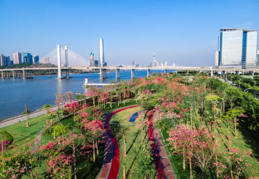 近年來，橫琴致力推動與澳門的一體化發(fā)展，建設(shè)包括“澳門新街坊”在內(nèi)的一大批宜居宜業(yè)項目，大力推進宜居宜業(yè)宜游優(yōu)質(zhì)生活圈的建設(shè)。圖為橫琴花海長廊。