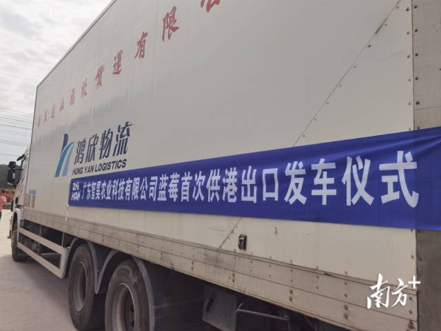 里水智昊藍莓將首次實現(xiàn)藍莓出口到香港。李慧君 攝