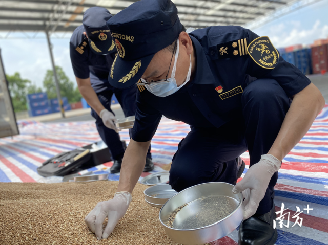 佛山海關(guān)關(guān)員對進口糧食進行現(xiàn)場監(jiān)管。