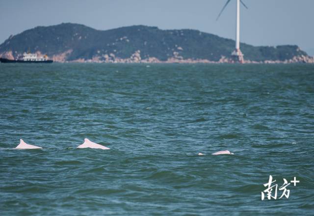 2024年11月7日，伶仃洋桂山島附近海域，三頭成年白海豚同時(shí)浮出水面。