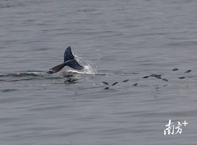 2024年3月31日，湛江雷州灣，一頭中華白海豚正在捕食，被驚起的魚兒四處逃竄。