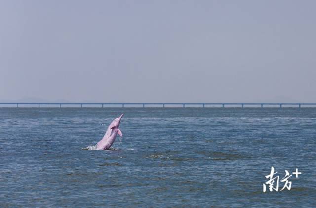 2018年8月7日，珠江口伶仃洋海域，一頭成年中華白海豚突然躍出海面，后面是即將通車的港珠澳大橋。