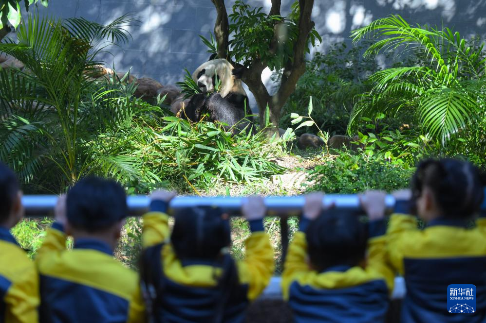 11月29日，澳門幼兒園學(xué)生在澳門石排灣郊野公園大熊貓館觀看大熊貓。
