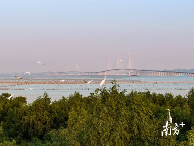 黃茅海跨海通道江門一側(cè)，鷺鳥成群結(jié)對在此嬉戲，與遠處的大橋相映成趣 。