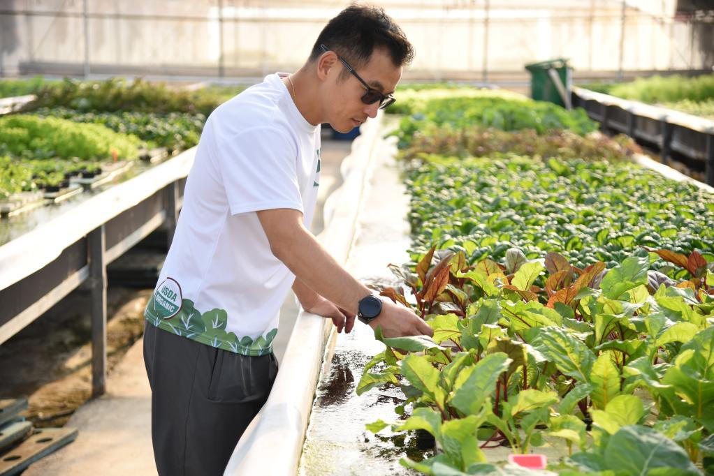  11月28日，孫振鴻在農(nóng)場內(nèi)查看蔬菜的生長情況。新華社記者 洪澤華 攝