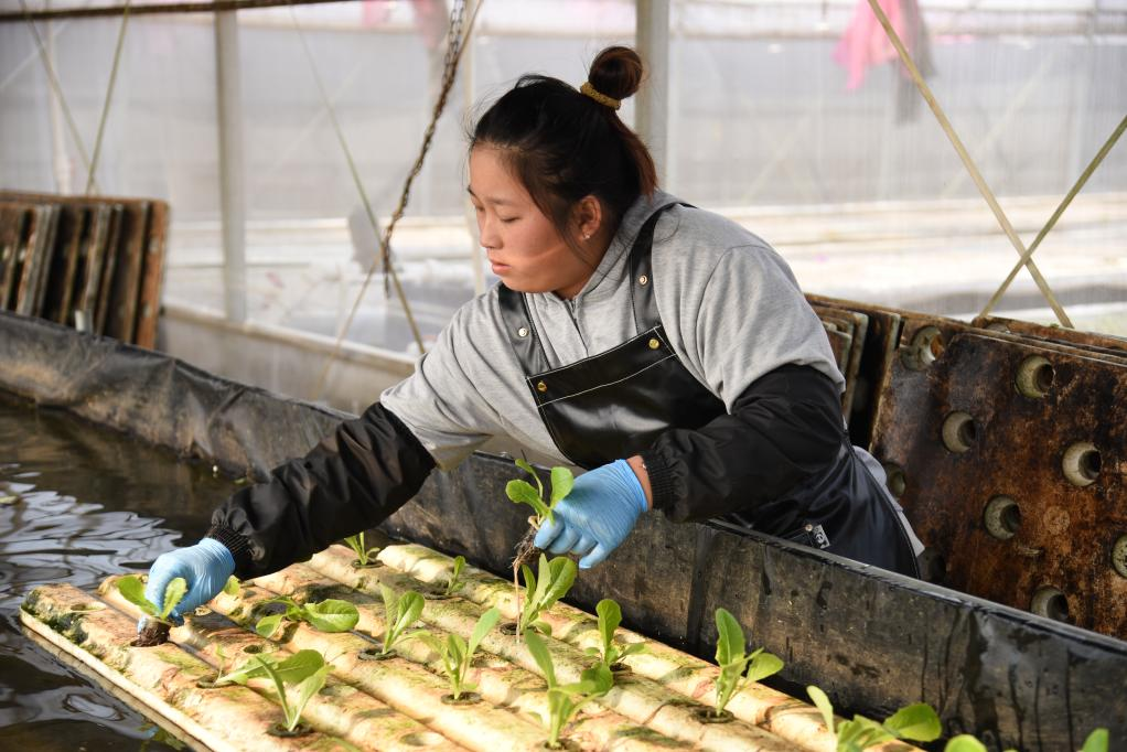  11月28日，在孫振鴻的農(nóng)場里，一名工人正在種植有機蔬菜。新華社記者 洪澤華 攝