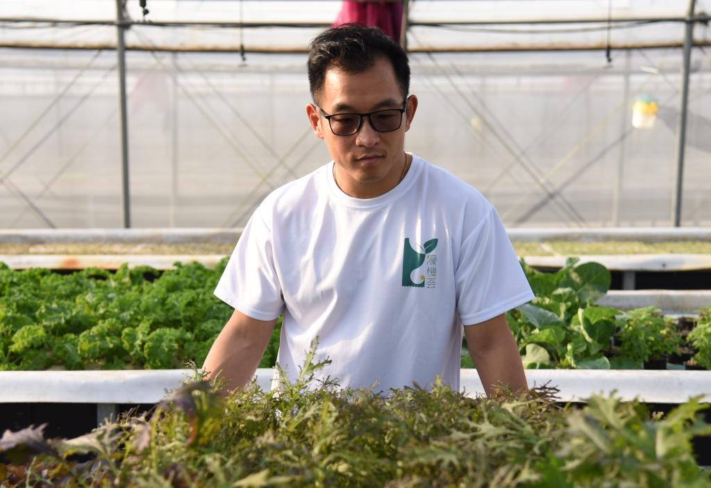  11月28日，孫振鴻在農(nóng)場內(nèi)查看蔬菜的生長情況。新華社記者 洪澤華 攝