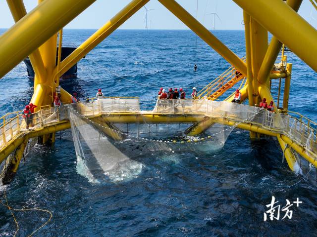 2023年，廣東海水魚類苗種產(chǎn)量67.71億尾、占全國超50%，累計培育國審水產(chǎn)新品種43個。其中，海水新品種18個，數(shù)量全國領(lǐng)先。