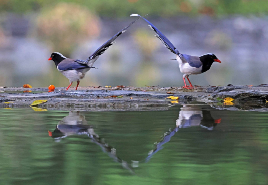 香港元朗天水圍公園，紅嘴藍(lán)鵲在水邊嬉戲?！冻呻p成對》陳體根（香港）攝　　圖片來源：靈動灣區(qū)——生物多樣性攝影展