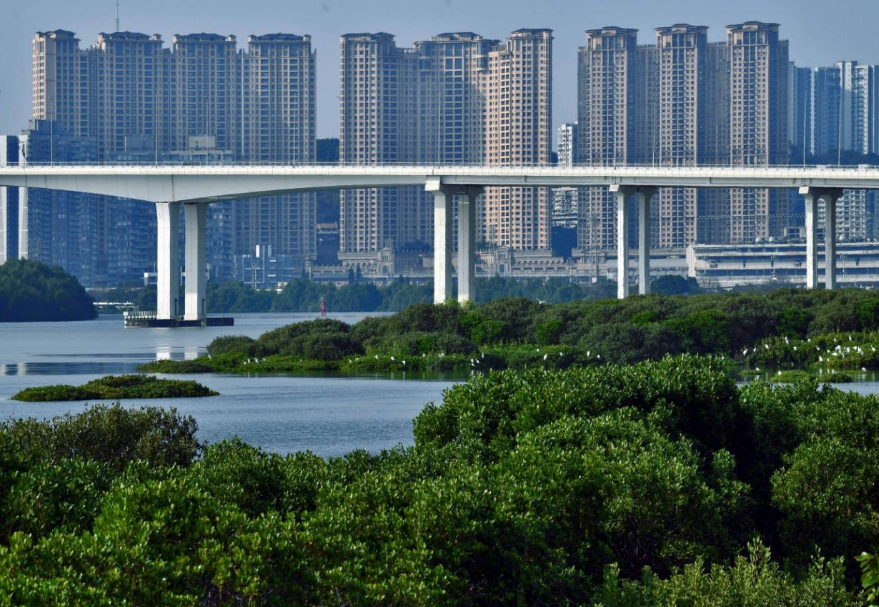澳門(mén)路氹居住區(qū)附近的大片紅樹(shù)林?！栋拈T(mén)紅樹(shù)林》黃明輝(澳門(mén))攝　　圖片來(lái)源：靈動(dòng)灣區(qū)——生物多樣性攝影展